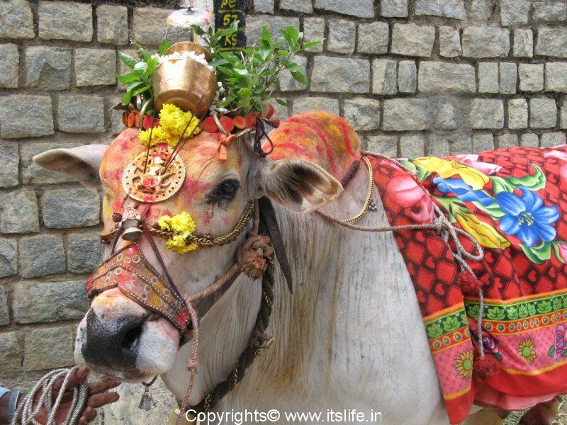 गोठपूजा Gotha Puja-Small Package